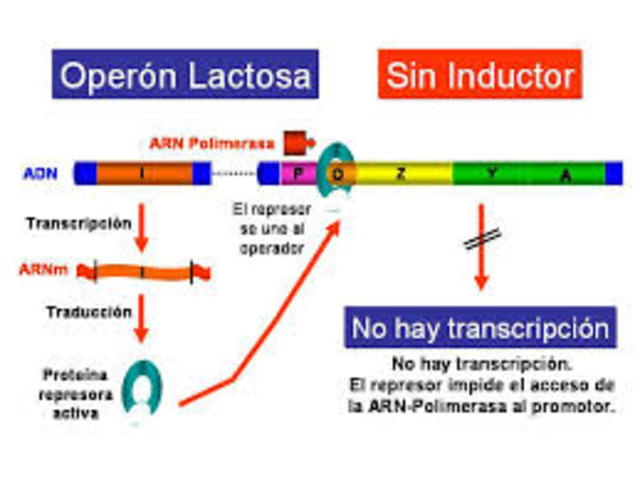 Concepto de Operon