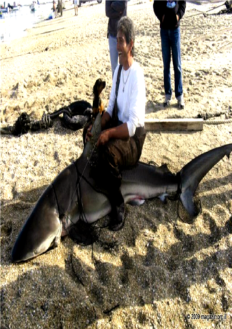 להקת כרישים גדולה הגיעה השבוע לאיזור תחנת הכוח בחדרה. בצילום: משה מנטין מגבעת אולגה, 40, 20 שנה דייג, על אחד הכרישים שנתפסו.
