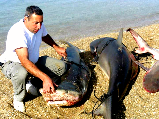 גבעת אולגה, חדרה