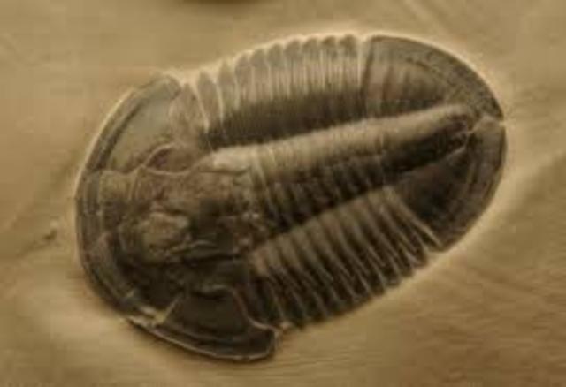 Cambrian 570-500 mya