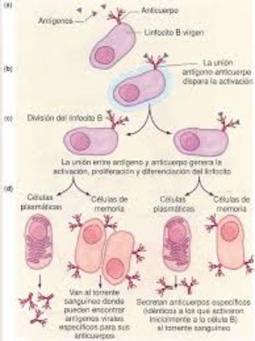 Teoria de la seleccion por clonacion