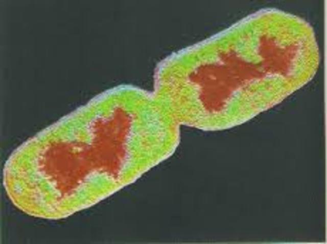 Herencia de las caracteristicas geneticas bacterianas