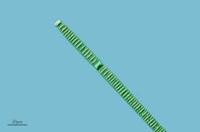 la aparicion de las de vida primitiva