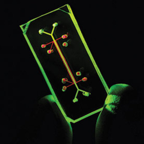 Developing a replica