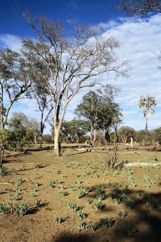 Drought strikes Kenutcky