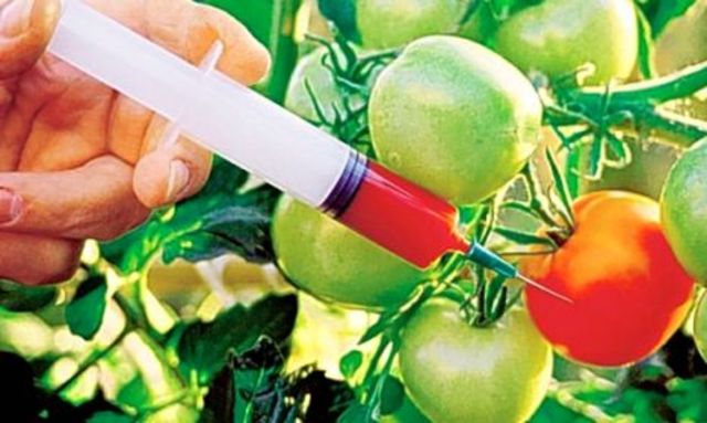 The first genetically engineered plant is reported