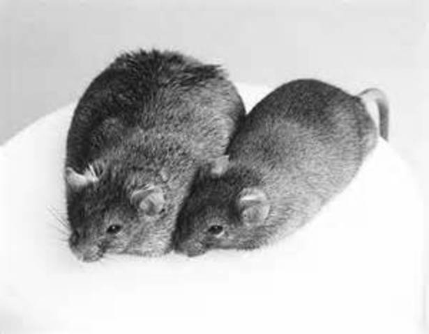 Mice are successfully cloned.