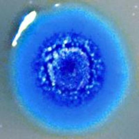 Researchers at the J. Craig Venter Institute create the first synthetic cell.