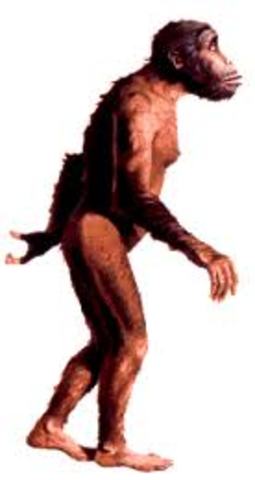 Paranthropus robustus