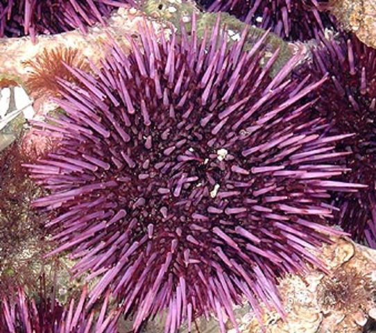 Hans Adolf Edward Dreisch- First example of embryotic twinning