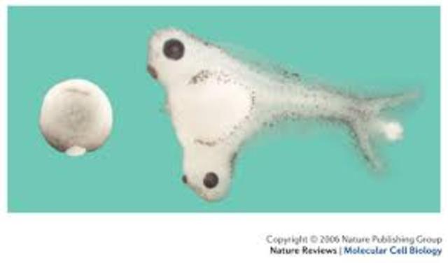 Hans Spemann- Nucelus controls development