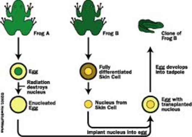 First Successful Nuclear Transfer