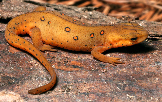 Cloning Newts