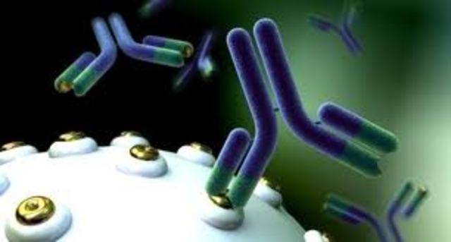 Antibodies attaches to cells