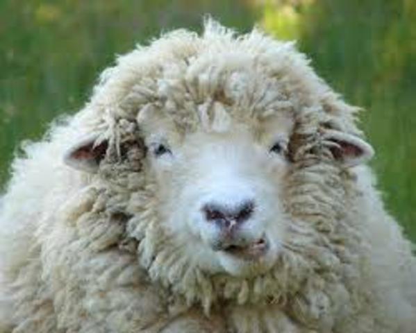 Cloning Sheep with Human DNA