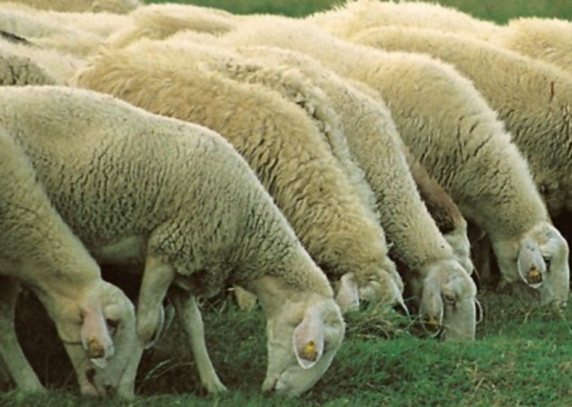 origen de la estadistica