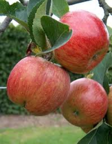 Leisel steals for the first time.