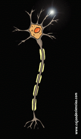 Emil du Bois-Reymond (1818-1896).