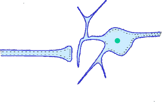 Henry Hallet Dale (1875-1968) y Otto Loewi (1873-1961)