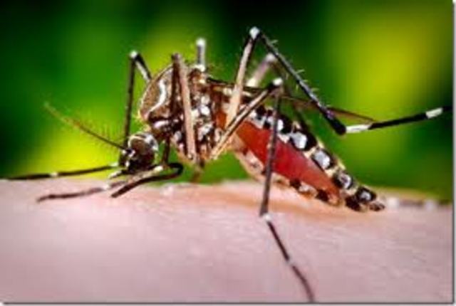 Pruebas de los mosquitos que transmiten la fiebre amarilla