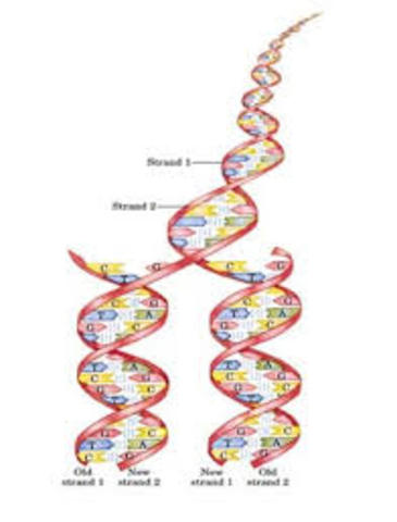 Se desarrolla un método para la secuencia del ADN
