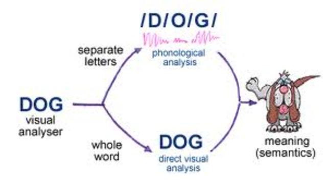 Double Deficit Hypothesis