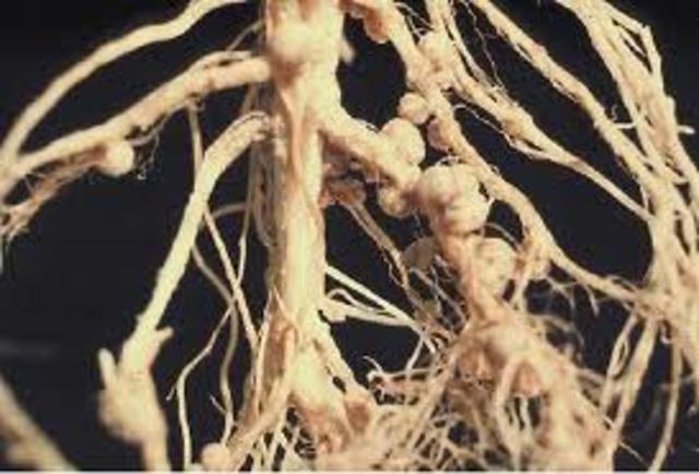 Aísla bacterias fijadoras de nitrógeno