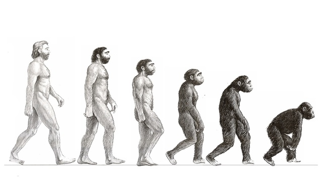Evolución y degeneración (Buffon)