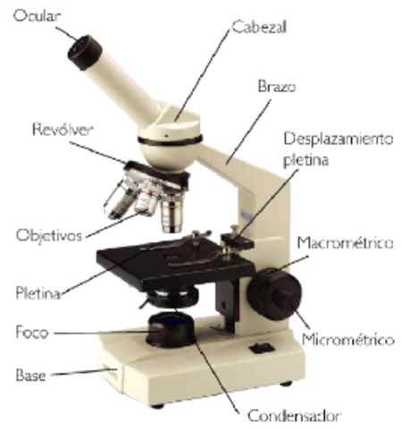 primer uso del microscopio