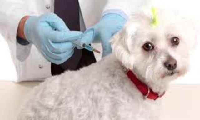 vacuna contra la rabia