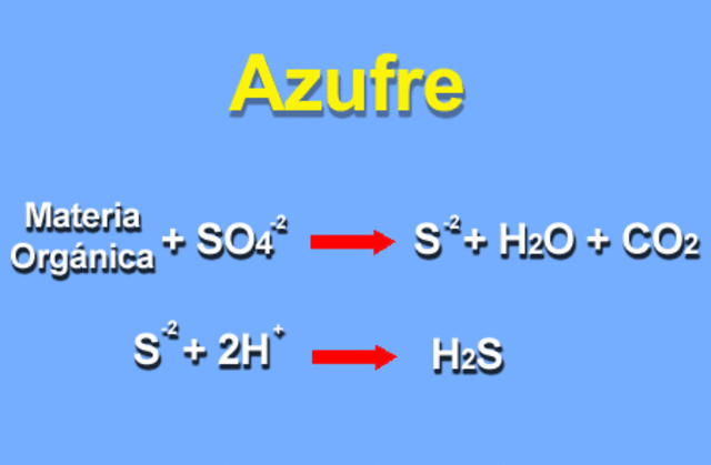 bacterias del azufre