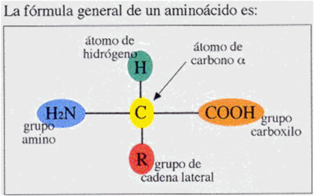amonoacidos