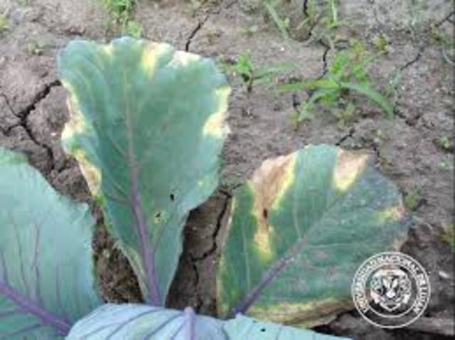 Enfermedad micótica de las plantas