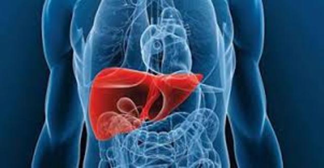 Contrucción de hígado bioartificial