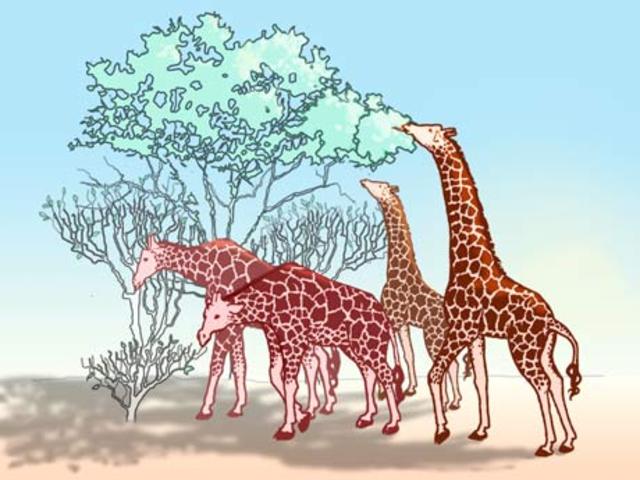 La adaptación: La necesidad crea el órgano (Lamarck)