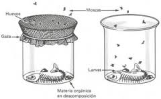 Desaprobación  de la generación espontánea