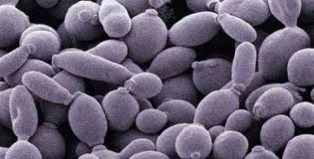 Fermentación alcoholica