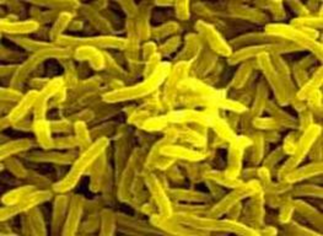 Pasteur descubre como actuan las vacunas