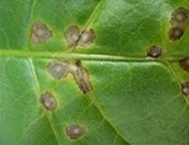 Enfermedad del mosaico del tabaco