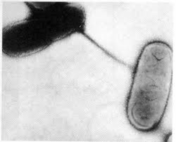 proceso de conjugación
