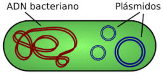 Fragmentos ADN bacteriano y humano