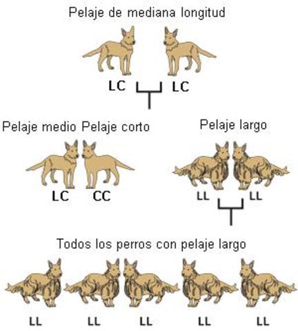 Neodarwinismo (Thomas Hunt Morgan, R. A. Fisher, Theodosius Dobzhansky, J.B.S. Haldane, Sewall Wright, William Donald Hamilton, Cyril Darlington, Julian Huxley, Ernst Mayr, George Gaylord Simpson y G. Ledyard Stebbins)