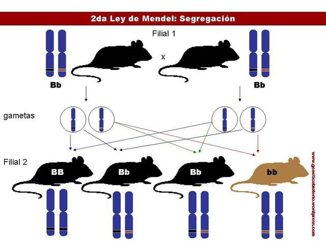 Ley de la herencia (Gregor Johann Mendel)
