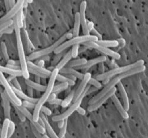 Ecología microbiana molecular.