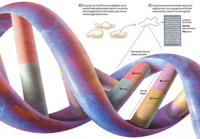 Secuencia completa de un genoma bacteriano.