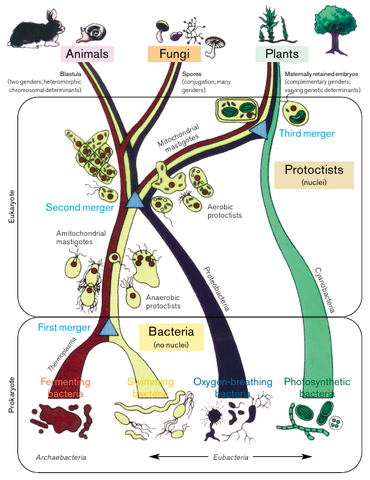 TEORÍAS ACTUALES: La teoría endosimbiótica (Lynn Margulis)