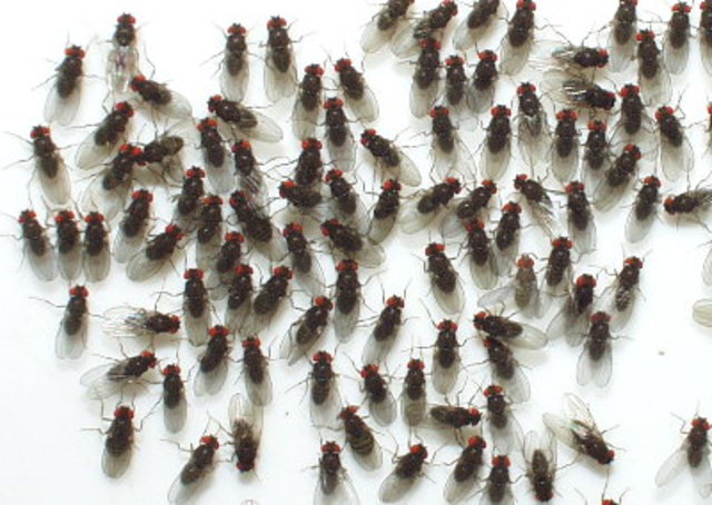 First Animal in Space