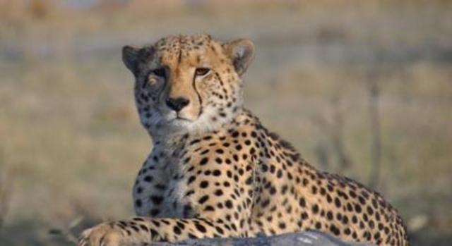 Sale a la luz versión oficial de Mas Os X