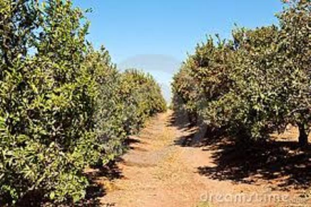 The Visit to Tomas Cruz Groves/Nursery.