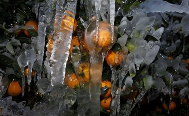 Paul helps save the Tomas Cruz Groves